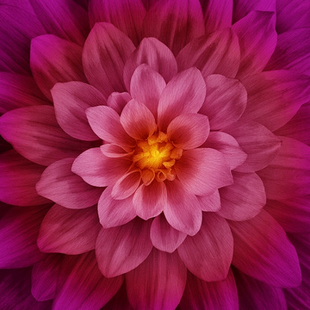 Dream Big P4389-23 Fuchsia by Hoffman Fabrics | Shabby Fabrics