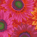 copy of Fabric featuring vibrant pink, red, and yellow sunflowers over a red background