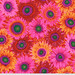 Fabric featuring vibrant pink, red, and yellow sunflowers over a red background