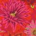 Close up of Fabric featuring vibrant pink, orange, and red cactus blossoms over a bright crimson background