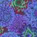 8x8 close-up swatch of royal blue fabric with large dahlias