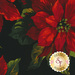 Large red poinsettias on a black background | Shabby Fabrics