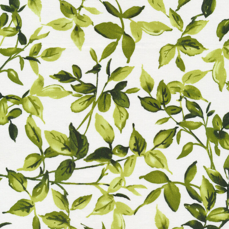 Dark green leaves and vines on a white background