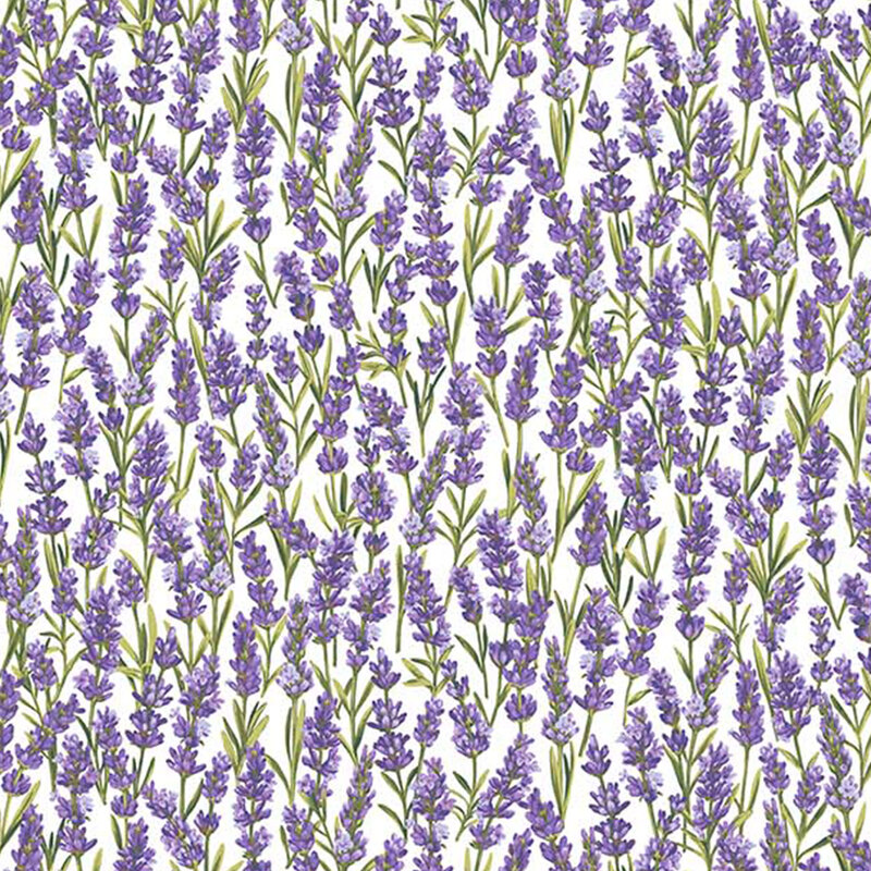 Lavender on a white background