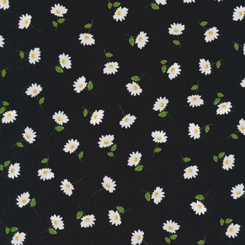 Black fabric with tossed white daisies and leafed stems