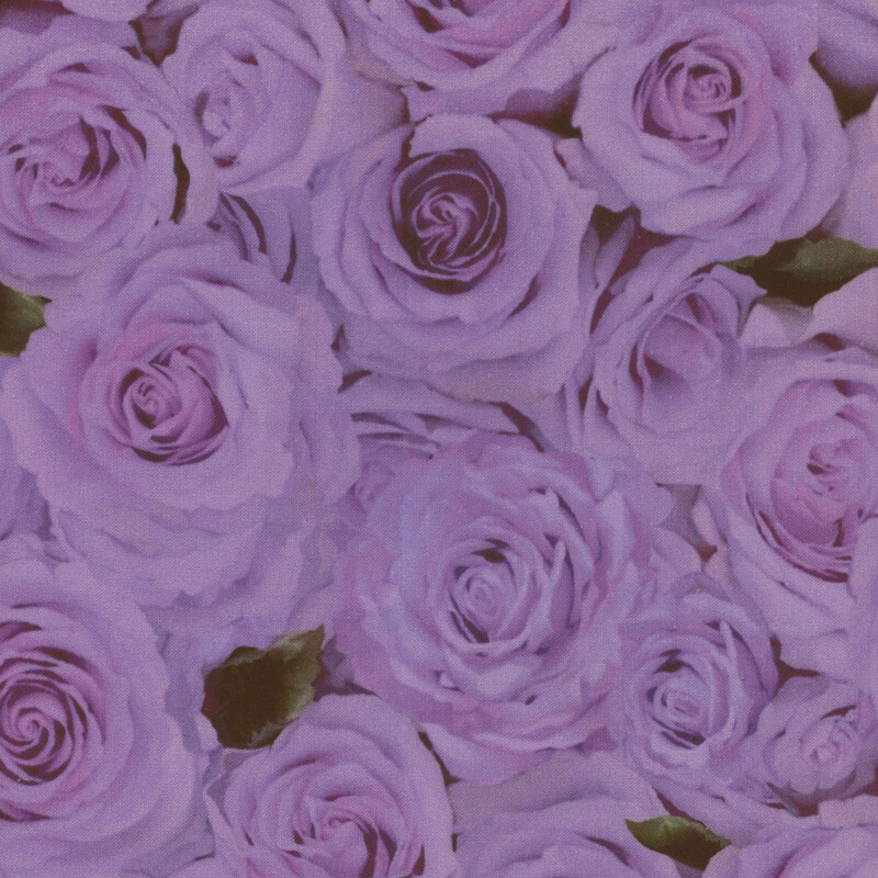 Scan of fabric featuring large light purple roses and dark green leaves
