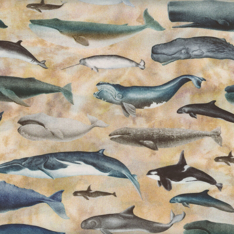 A variety of whales and dolphins set against a mottled cream background