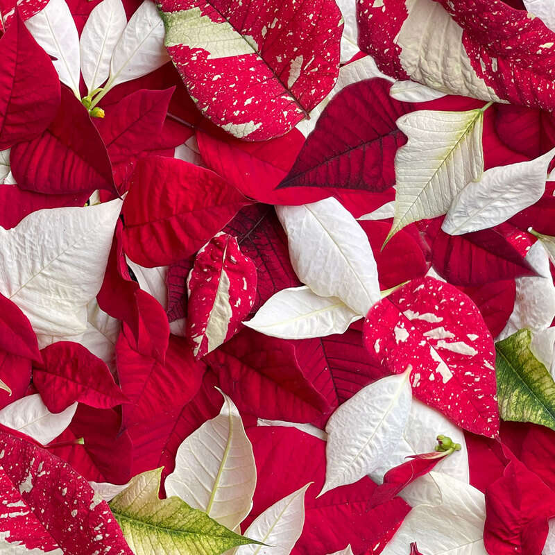 Photorealistic fabric with red poinsettia leaves.
