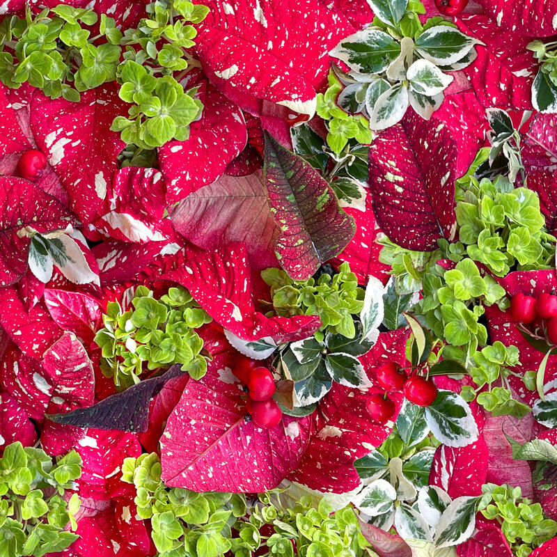 Photorealistic fabric with small green leaves and red poinsettia leaves and berries.
