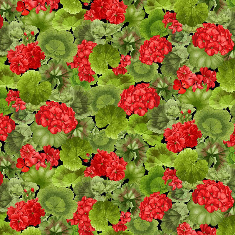Small clusters of red geraniums scattered within layers of large geranium leaves.