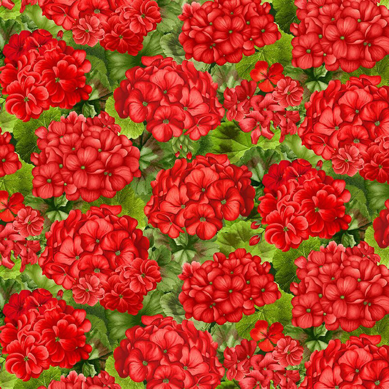 Clusters of large red geraniums on a green leafy background.