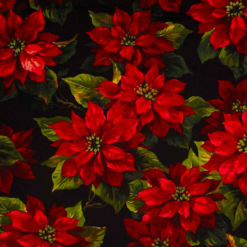 Beautiful Christmas fabric with bright red poinsettias and green leaves on a black background