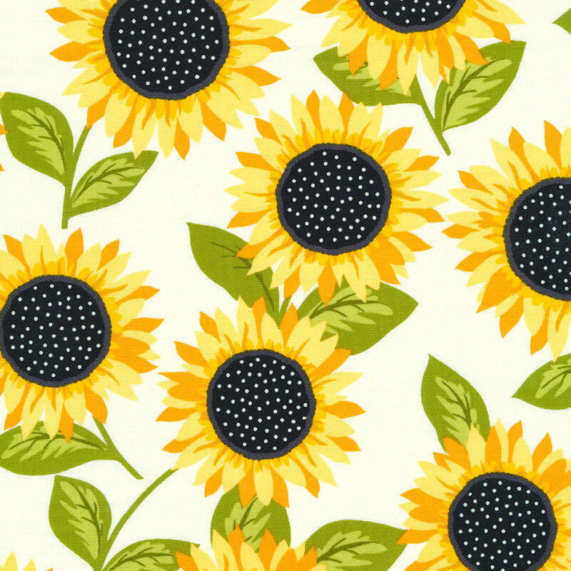 Sunflowers tossed on a white background